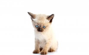 Маленький голубоглазый сиамский котенок - скачать обои на рабочий стол