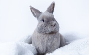 Мягкий серый кролик  - скачать обои на рабочий стол