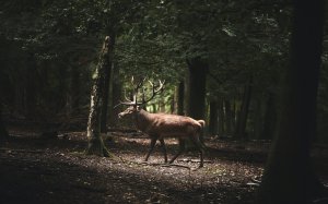 Большой олень с рогами идет по лесу - скачать обои на рабочий стол