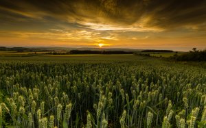 Закат солнца над полем зеленой пшеницы - скачать обои на рабочий стол