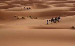Бедуины с верблюдами - скачать обои на рабочий стол