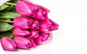 Тюльпаны розовые с каплями росы - скачать обои на рабочий стол