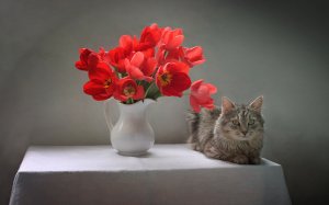 Красивые тюльпаны на столе с котом - скачать обои на рабочий стол
