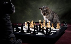 Кот шахматист - скачать обои на рабочий стол