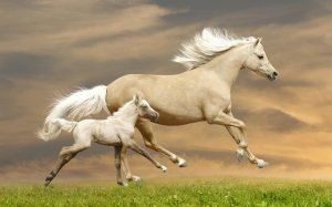 Бегущие лошадь с жеребенком  - скачать обои на рабочий стол