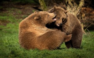 Игры медведей  - скачать обои на рабочий стол