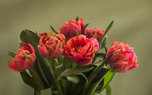 Красивые махровые тюльпаны - скачать обои на рабочий стол