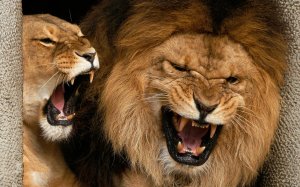 Разъярённые лев и львица - скачать обои на рабочий стол