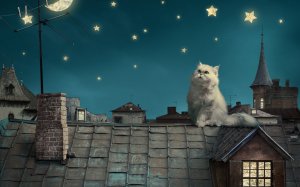 Пушистый кот на крыше  - скачать обои на рабочий стол
