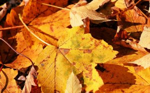 Осенние кленовые листья - скачать обои на рабочий стол