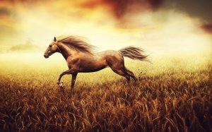 Лошадь в пшеничном поле  - скачать обои на рабочий стол