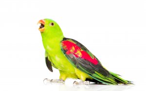 Австралийский краснокрылый попугай - скачать обои на рабочий стол