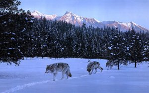 Волки в зимнем лесу  - скачать обои на рабочий стол
