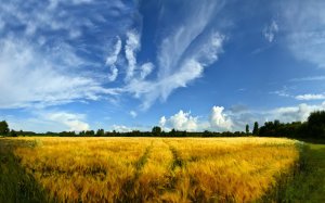 Пшеничное поле под голубым небом  - скачать обои на рабочий стол