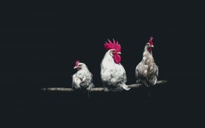 Петух с курицами на жердочке  - скачать обои на рабочий стол