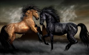 Масти лошадей - скачать обои на рабочий стол