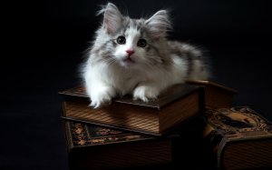 Милая мордочка котенка - скачать обои на рабочий стол