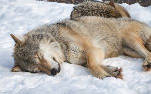 Спящие волки на снегу  - скачать обои на рабочий стол