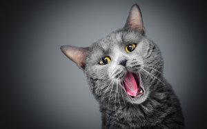 Зевающий кот шартрез - скачать обои на рабочий стол