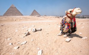 Верблюд на фоне пирамид - скачать обои на рабочий стол