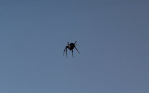 Одинокий черный паук  - скачать обои на рабочий стол