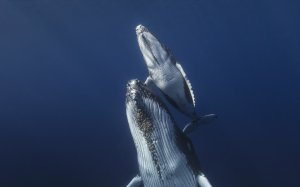 Горбатый кит - скачать обои на рабочий стол