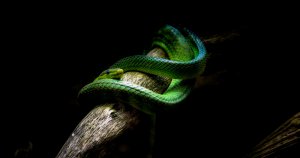 Красивая зеленая змея - скачать обои на рабочий стол