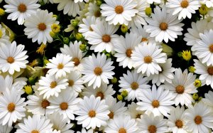 Много мелких белых цветочков - скачать обои на рабочий стол