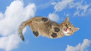 Кот с языком на фоне неба - скачать обои на рабочий стол