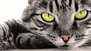 Полосатый кот с зелеными глазами - скачать обои на рабочий стол