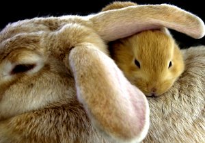 Кролик с детенышем - скачать обои на рабочий стол