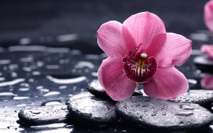 Розовая орхидея на черных камнях - скачать обои на рабочий стол