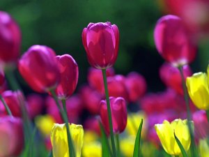 Цветы весны - скачать обои на рабочий стол