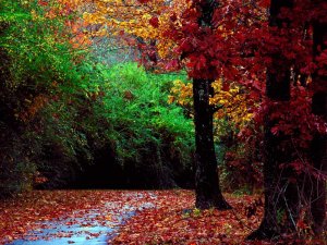 Осенний лес - скачать обои на рабочий стол
