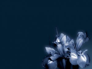 Синий цветок - скачать обои на рабочий стол