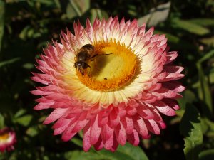 Пчела на цветке - скачать обои на рабочий стол