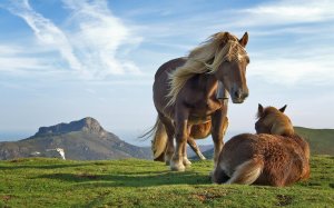 Обои для рабочего стола: Лошади на холме