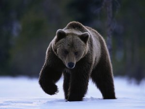 Медведь - скачать обои на рабочий стол