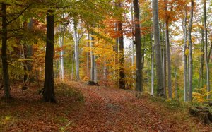 Лес осенью - скачать обои на рабочий стол