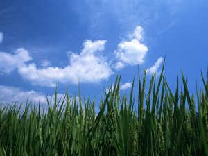 Небо и трава - скачать обои на рабочий стол