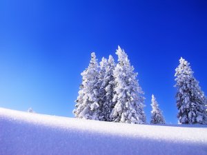 Замерзшие деревья - скачать обои на рабочий стол