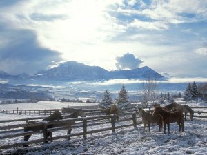 Лошади зимой - скачать обои на рабочий стол