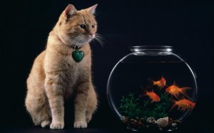 Обои для рабочего стола: Кошка и рыбки
