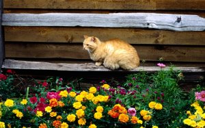 Обои для рабочего стола: Кот и цветочки