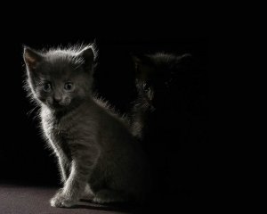 Котенок в темноте - скачать обои на рабочий стол