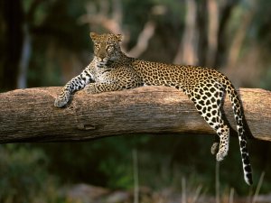 Леопард отдыхает - скачать обои на рабочий стол