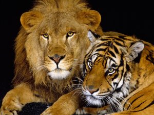 Лев и тигр - скачать обои на рабочий стол