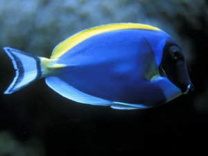 Синяя рыбка - скачать обои на рабочий стол