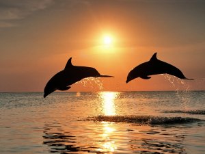 Дельфины на закате - скачать обои на рабочий стол