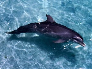 Дельфин купается - скачать обои на рабочий стол